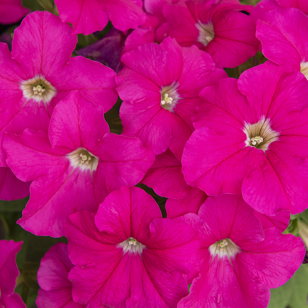 Petunia ogrodowa F1 'Eagle Pink'