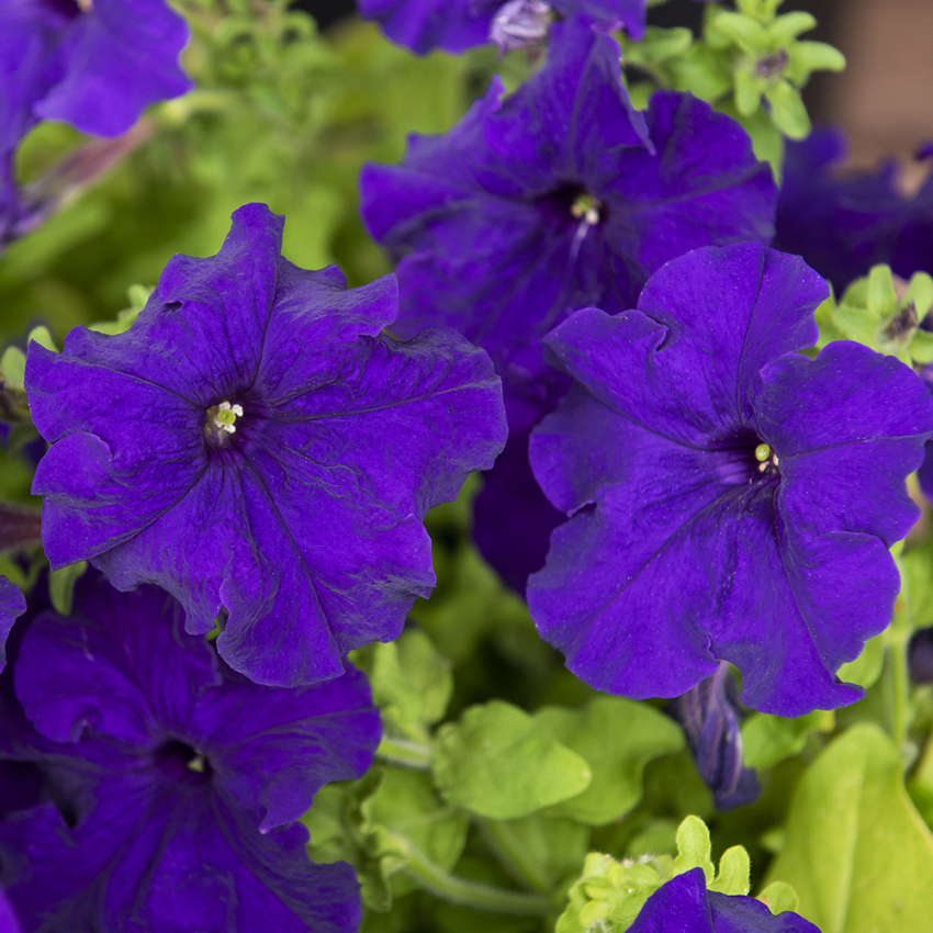 Petunia ogrodowa F1 'Eagle Blue'