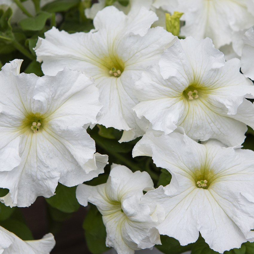 Petunia ogrodowa F1 'Eagle White'