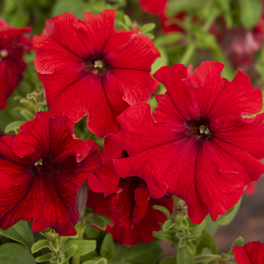 Petunia ogrodowa F1 'Eagle Red'
