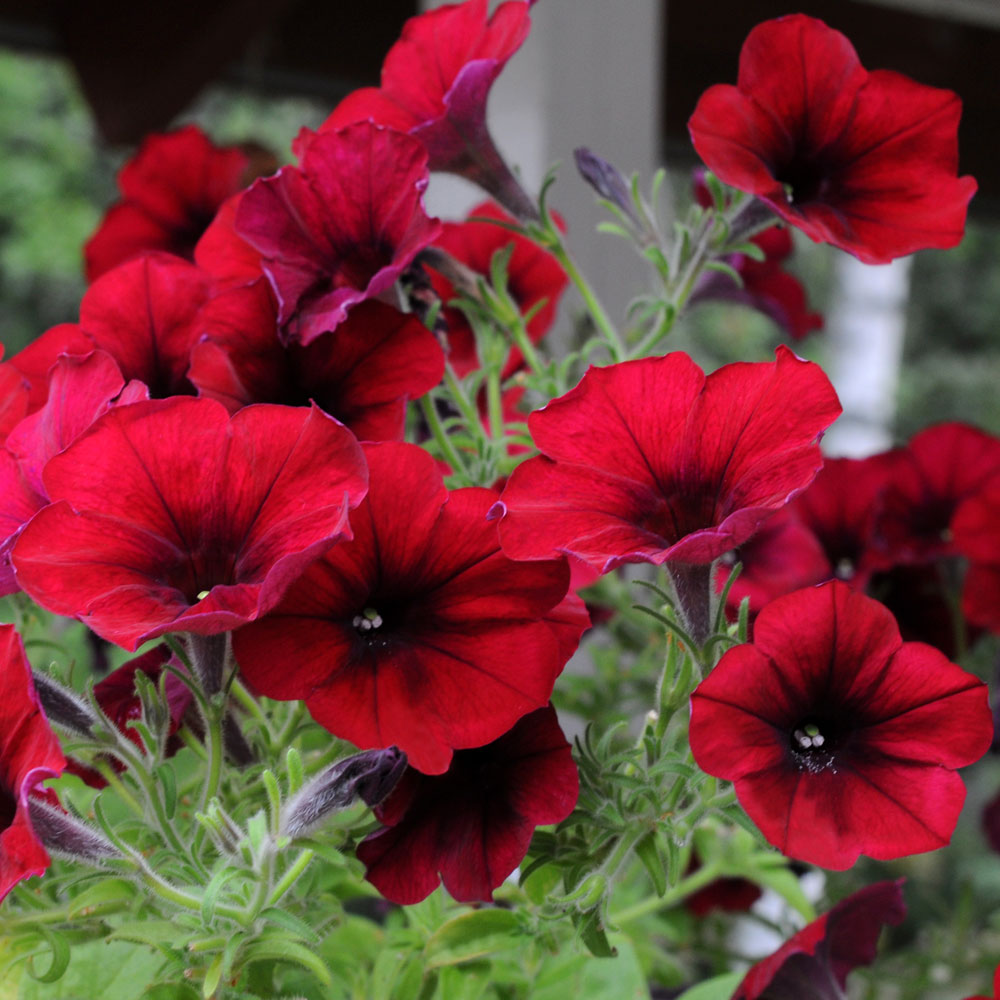 Petunia zwisająca F1 'Easy Wave Red Velour'