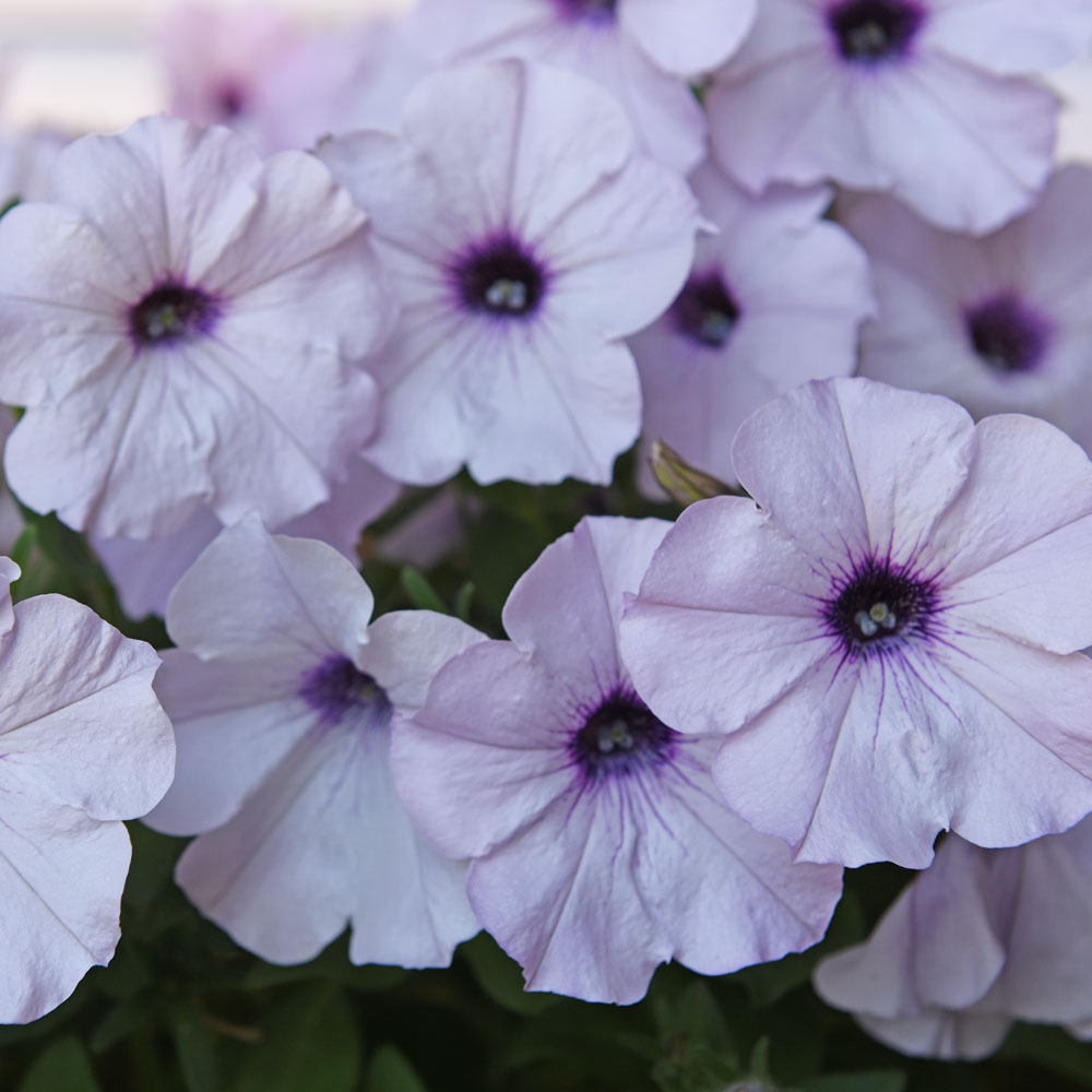 Petunia zwisająca F1 'Easy Wave Silver'