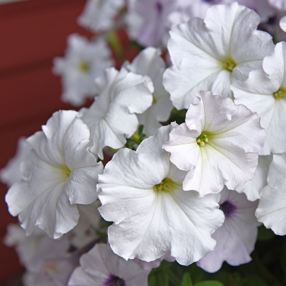 Petunia zwisająca F1 'Easy Wave White'