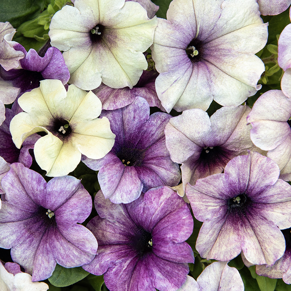Petunia ogrodowa F1 'Shake Blueberry'