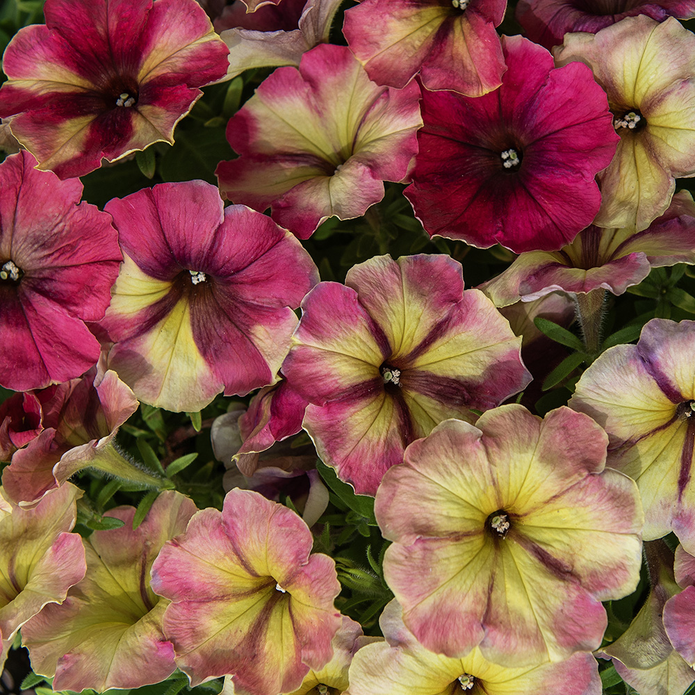 Petunia ogrodowa F1 'Shake Raspberry'