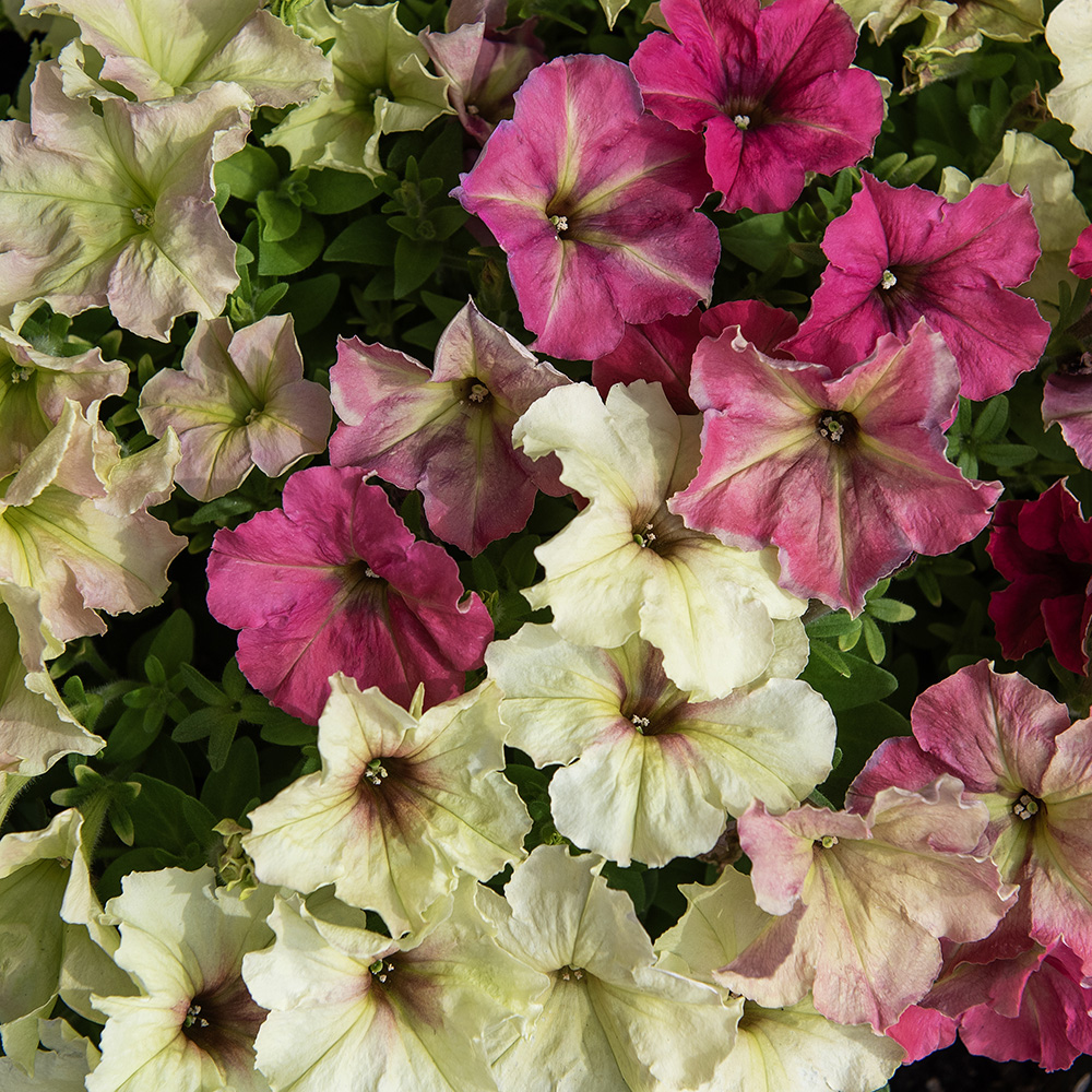 Petunia ogrodowa F1 'Shake Strawberry'