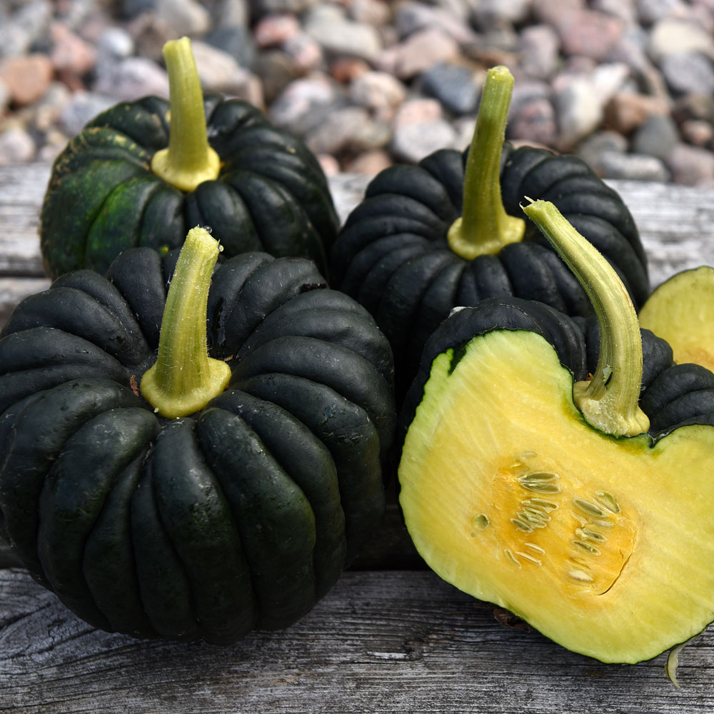 Dynia piżmowa 'Futtsu Black Early'