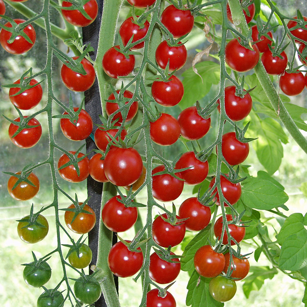 Pomidor koktajlowy F1 'Supersweet 100'