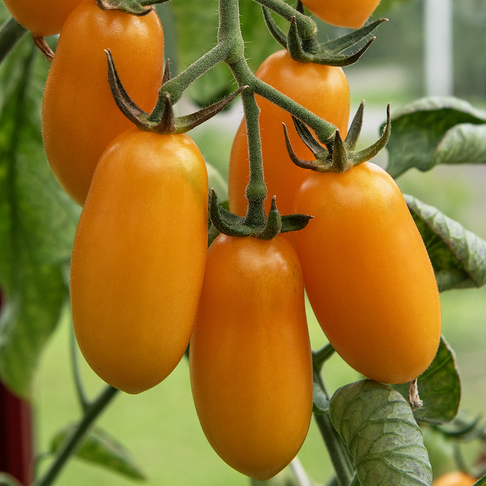 Pomidor śliwkowy 'Taiko'