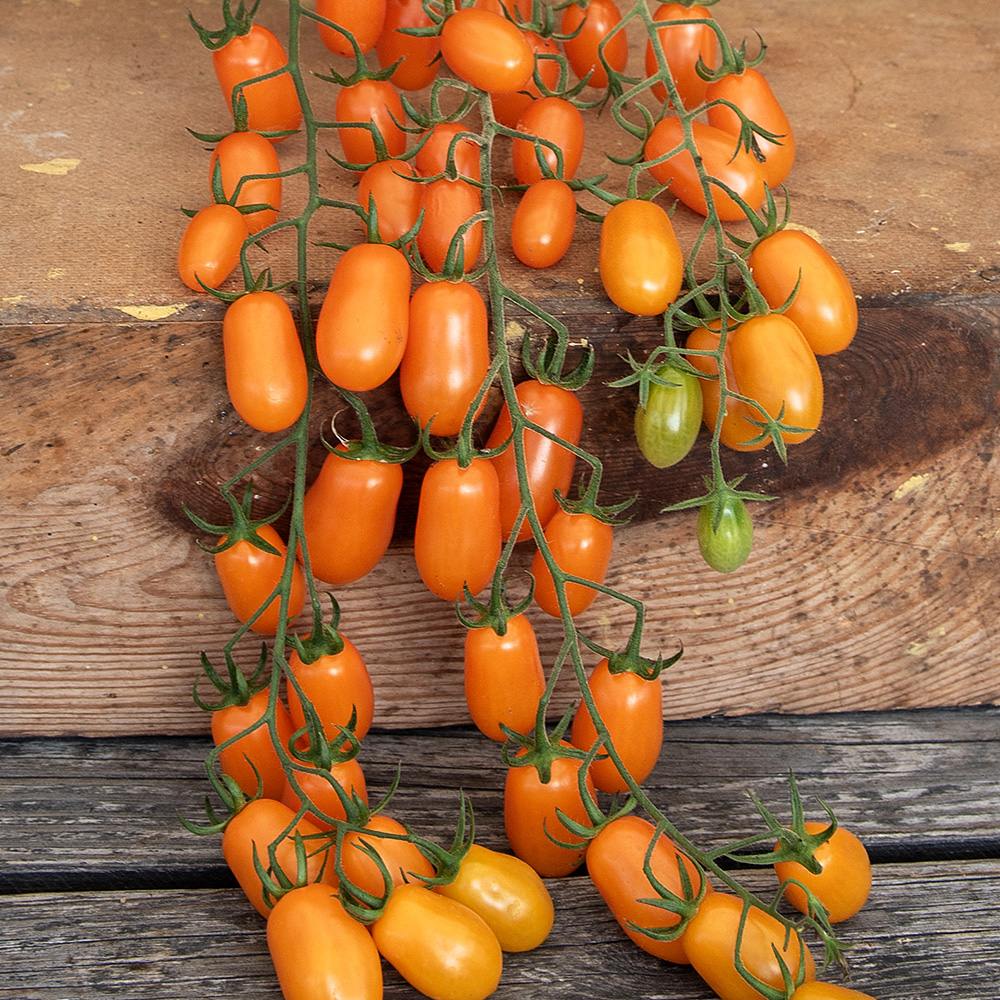 Pomidor śliwkowy F1 'Odat'