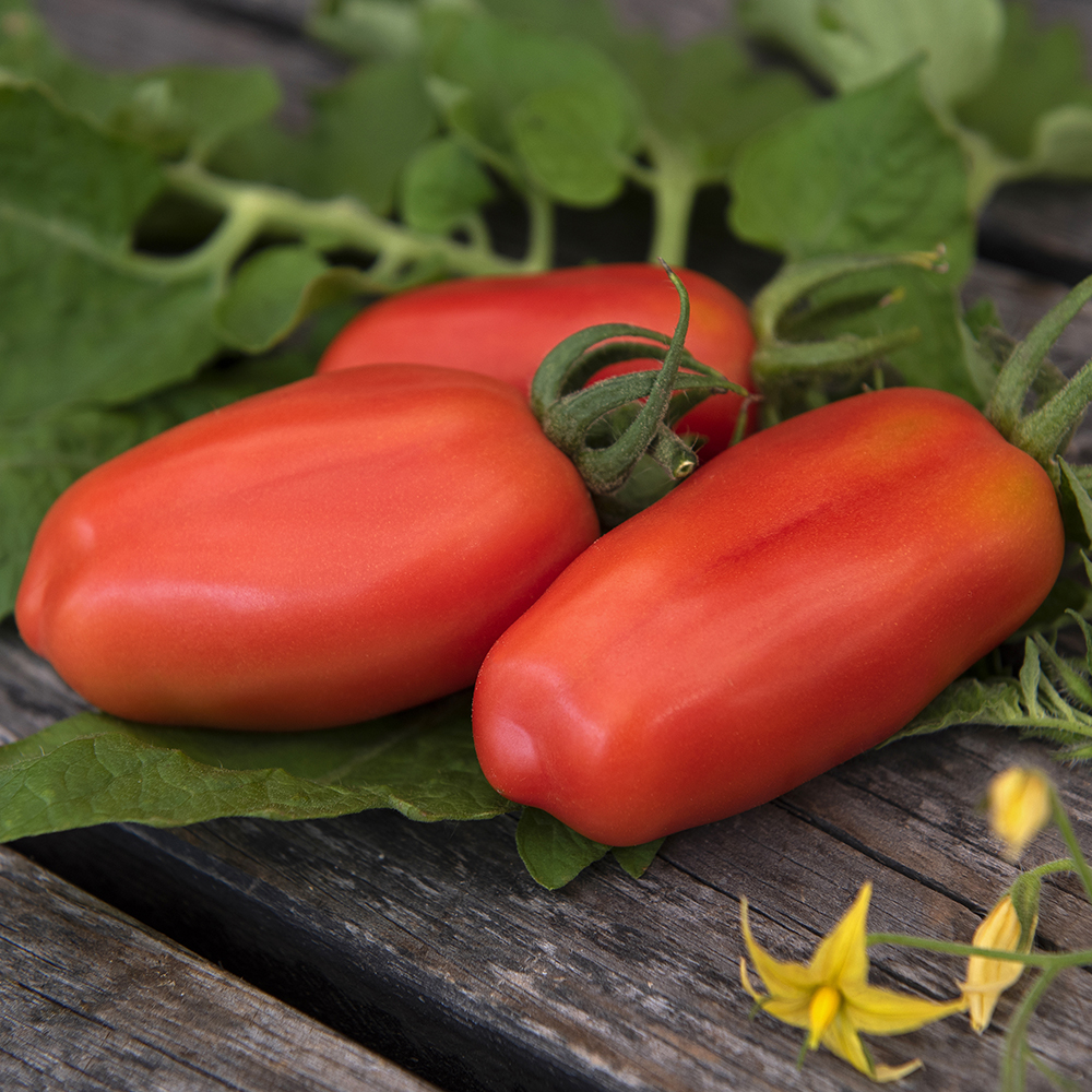 Pomidor śliwkowy 'S. Marzano 2'