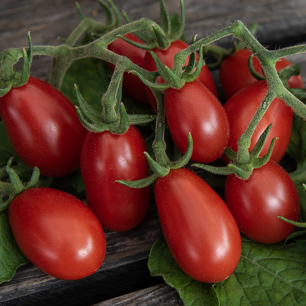 Pomidor śliwkowy 'Celsior'