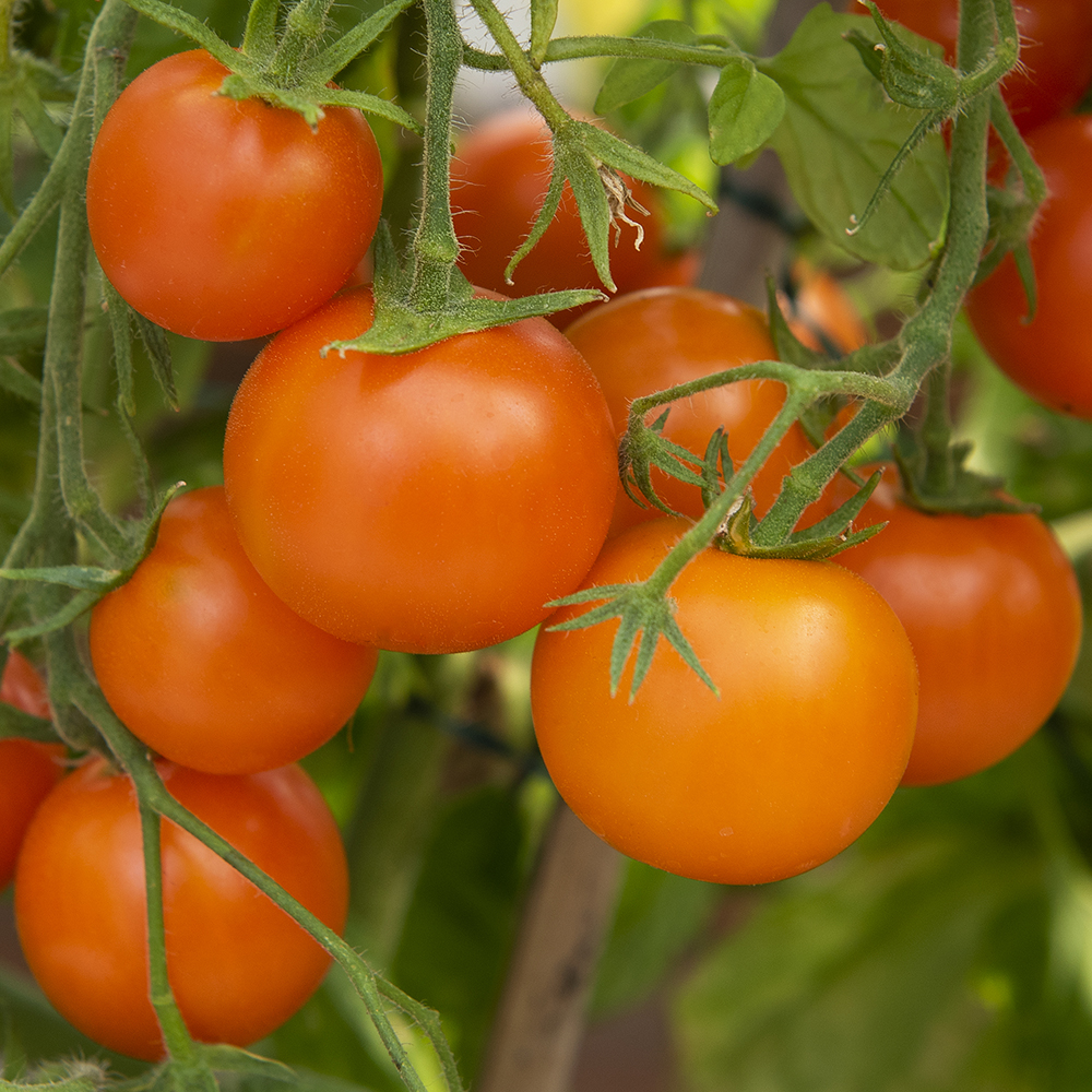 Koktajlowa pomidor 'Ida Gold'