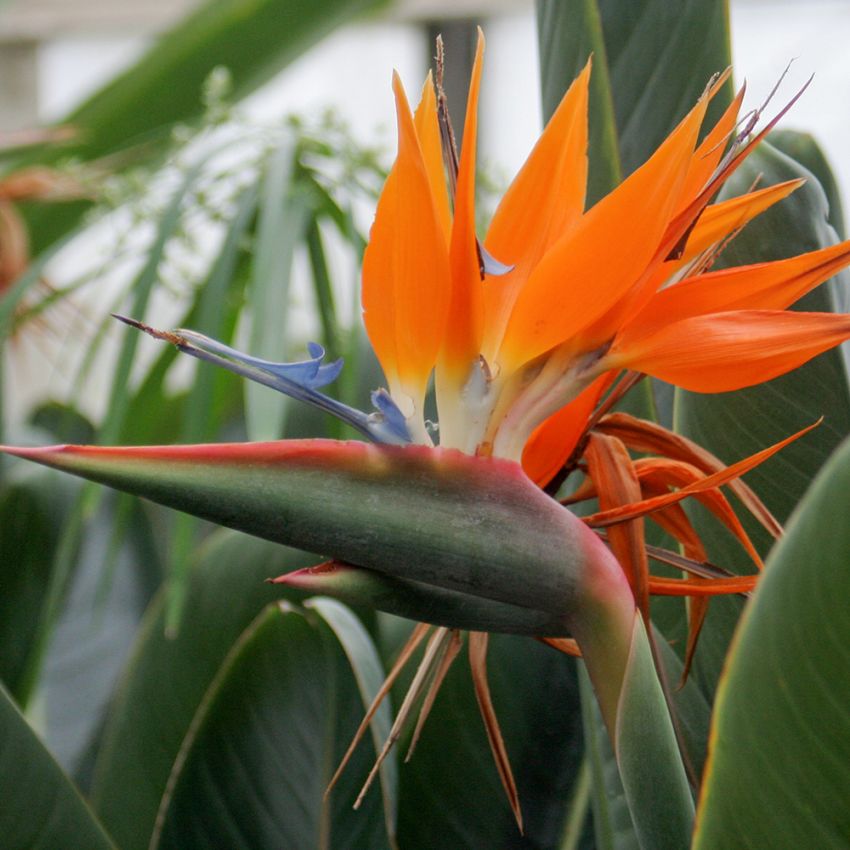 Strelicja królewska