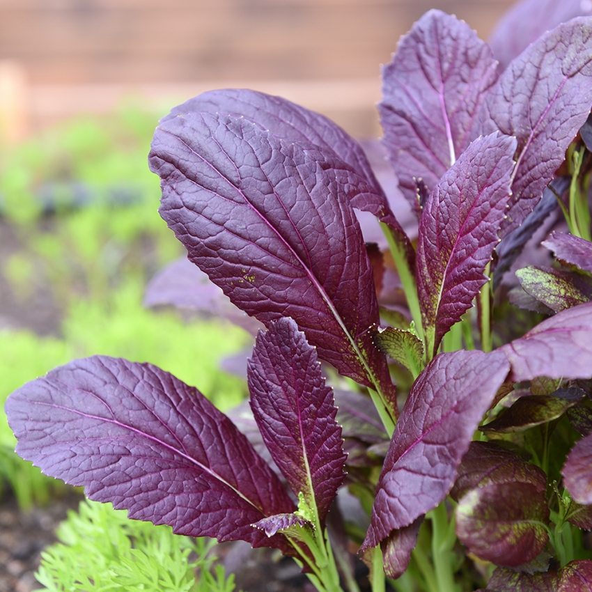 Musztardowiec 'Bloody Mary'