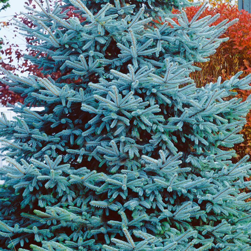 Świerk kłujący srebrzysty 'Kaibab'