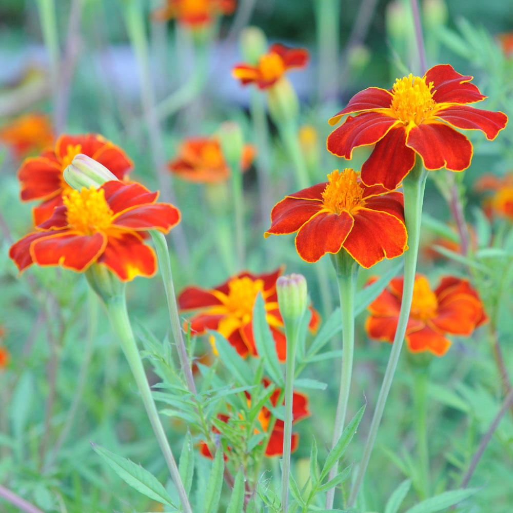 Aksamitka Linneusza 'Burning Embers'