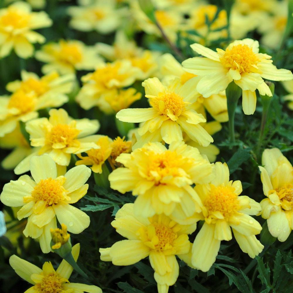 Aksamitka rozpierzchła niska 'Alumia Vanilla Cream'