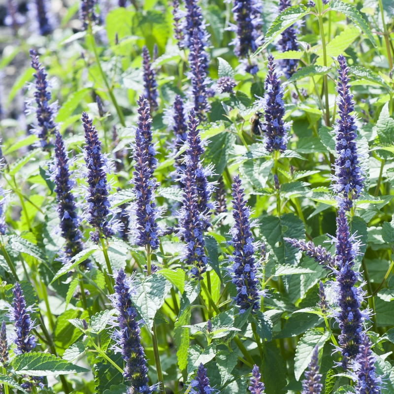 Kłosowiec anyżowy 'Astello Indigo'