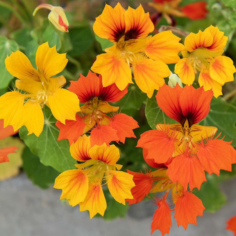 Nasturcja większa 'Honolulu' 