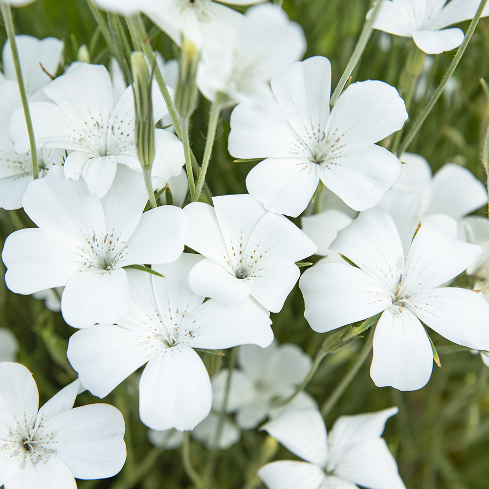 Kąkol polny 'Bianca'