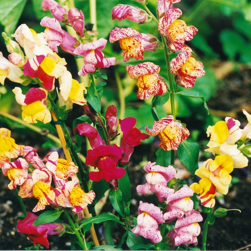 Wyżlin większy (Lwia paszcza) 'Brighton Rock'