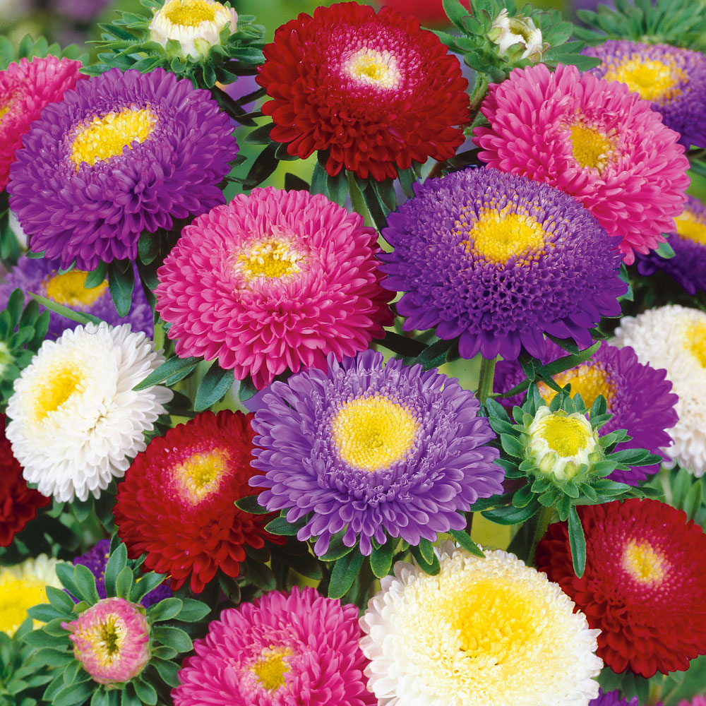 Aster chiński 'Pompon'