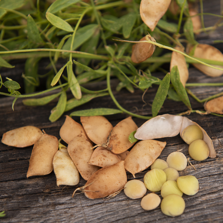 Soczewica jadalna 'Green'