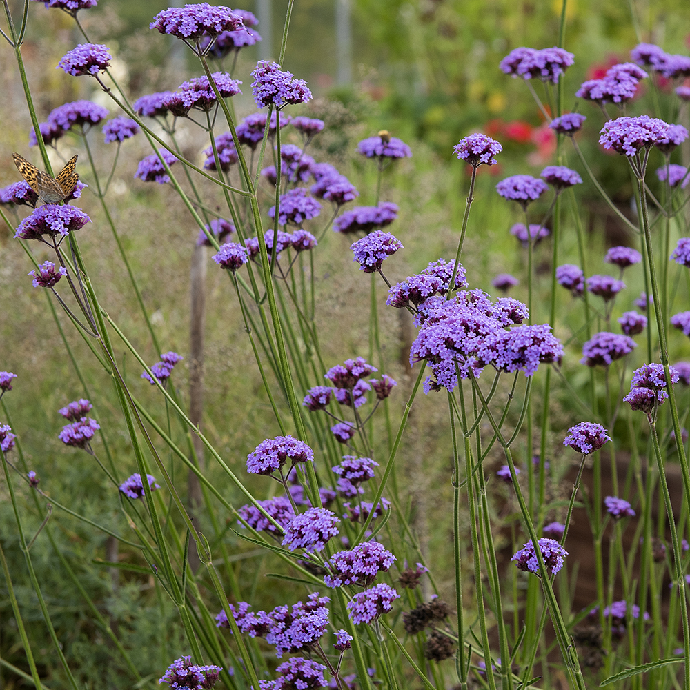 Werbena patagońska 'Vanity'