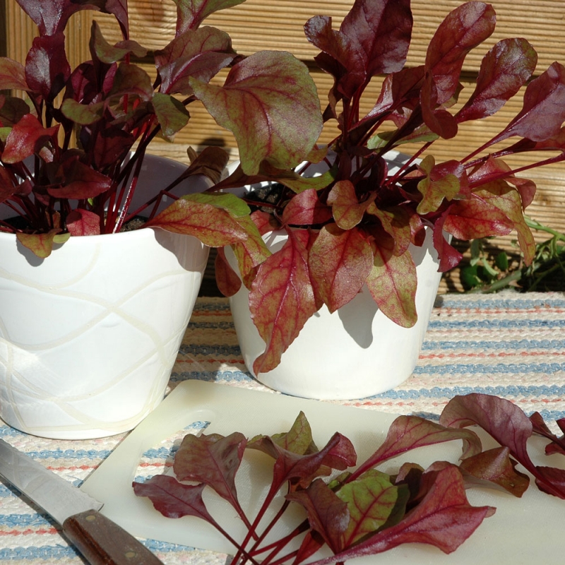 Burak ćwikłowy 'Bull's Blood'