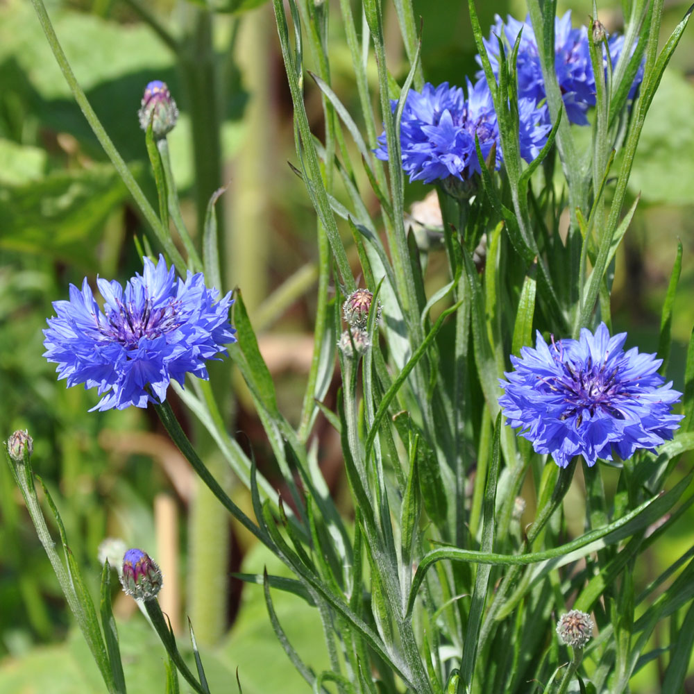Chaber bławatek 'Blue Boy'