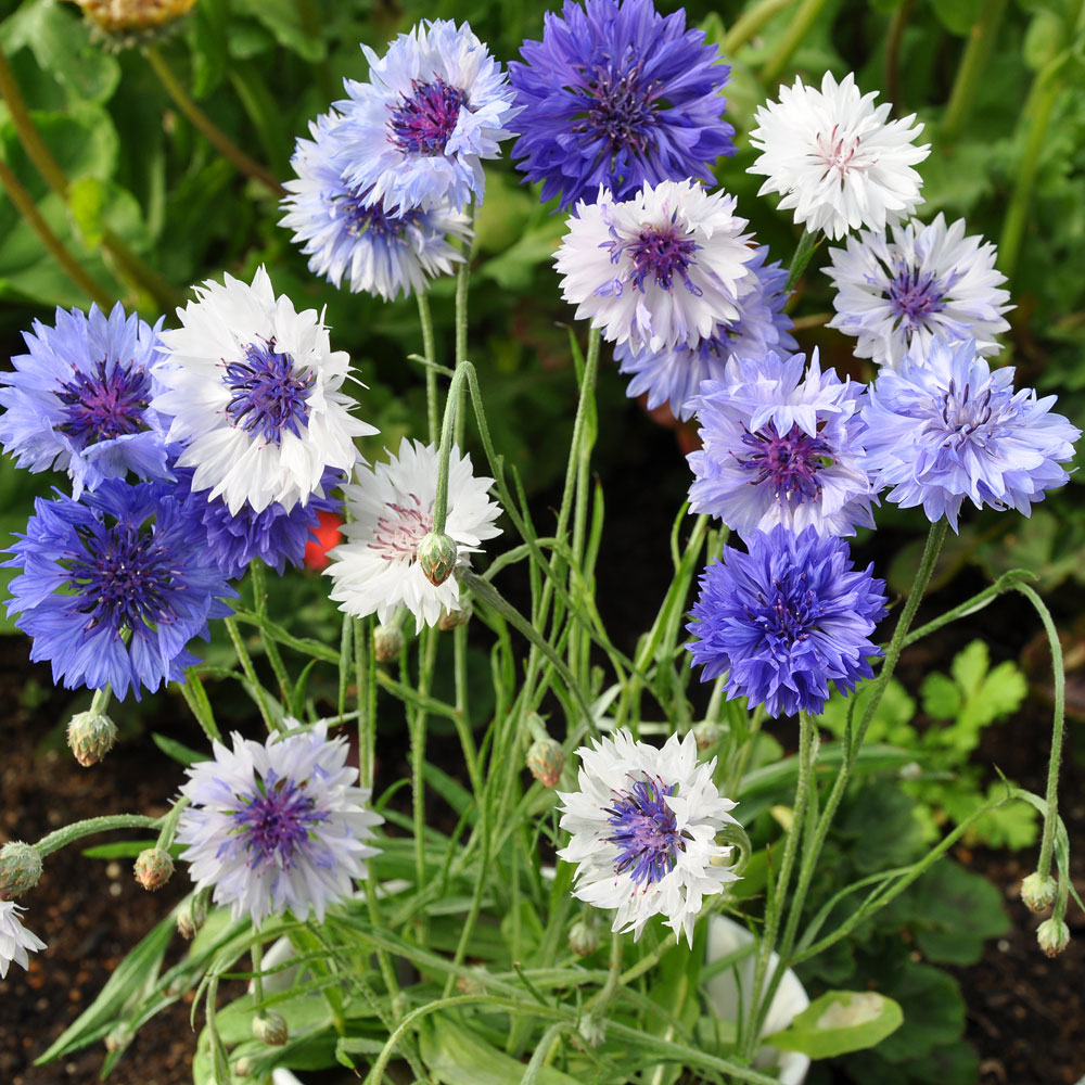 Chaber bławatek 'Classic Fantastic'