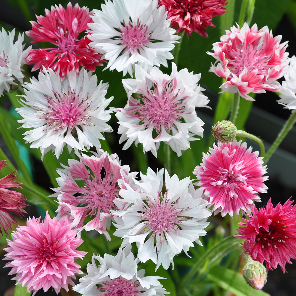 Chaber bławatek 'Classic Romantic'