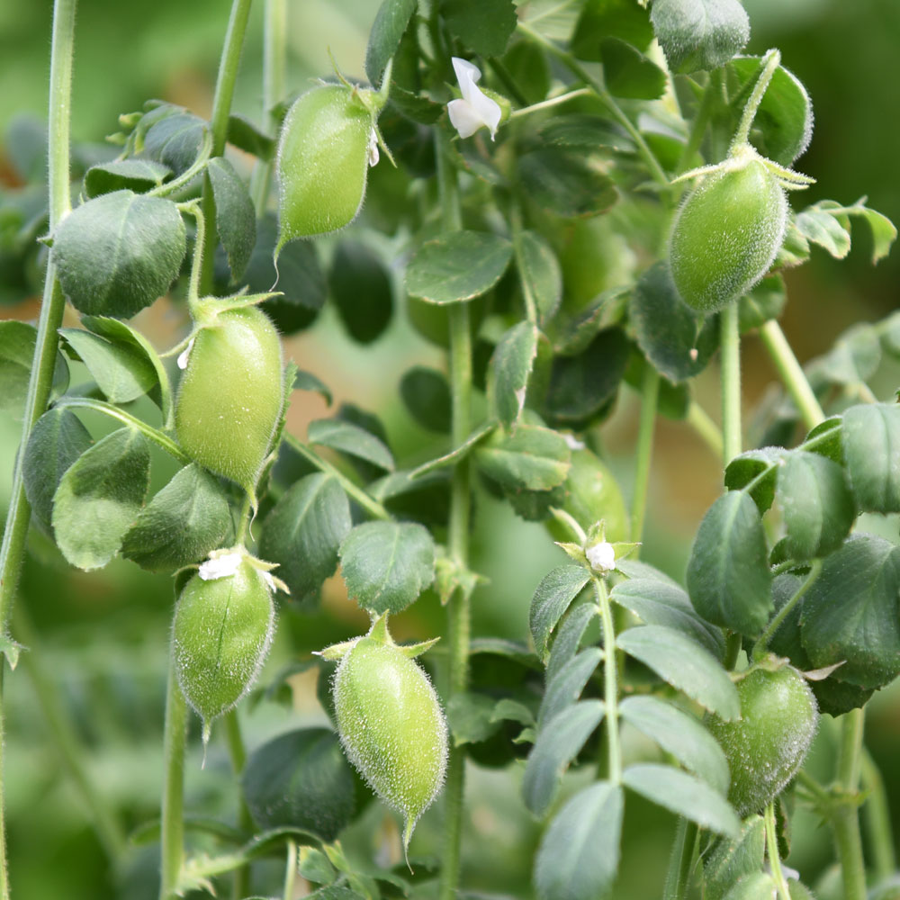 Ciecierzyca pospolita