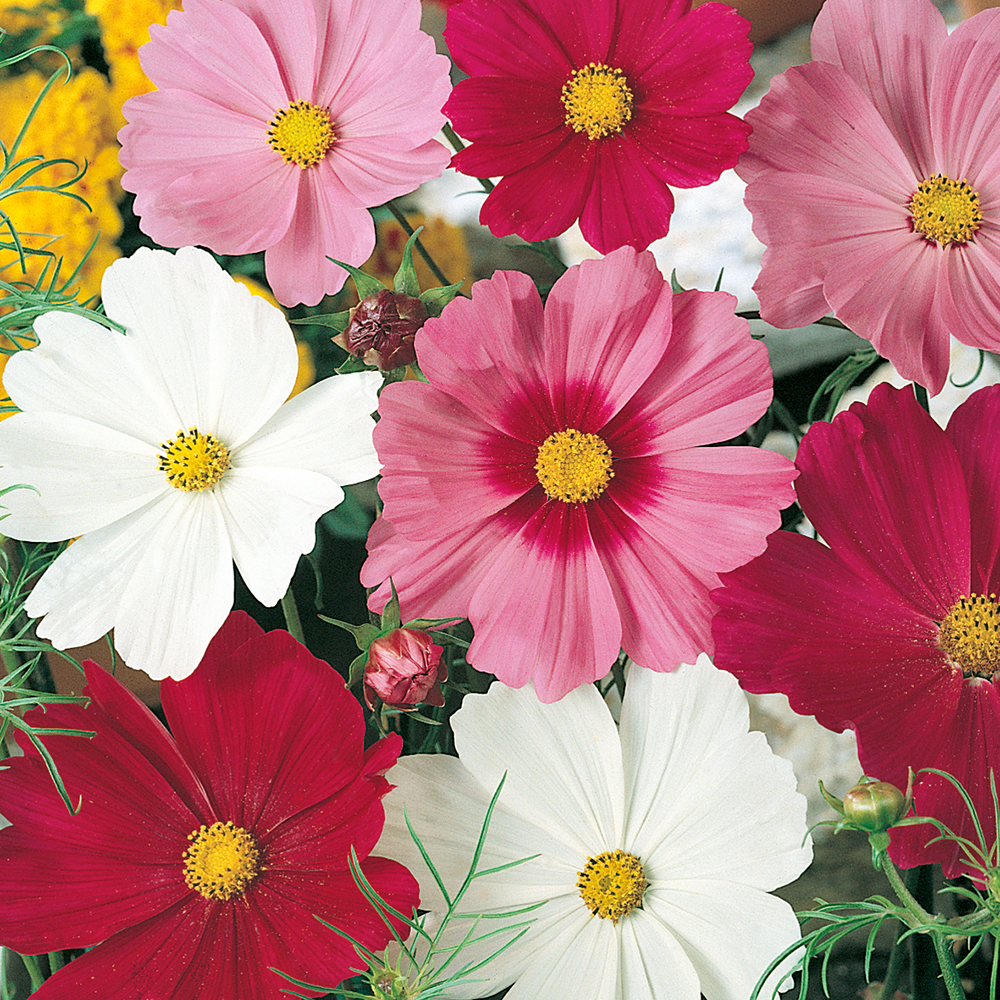 Kosmos pierzasty ‘Early Summer’