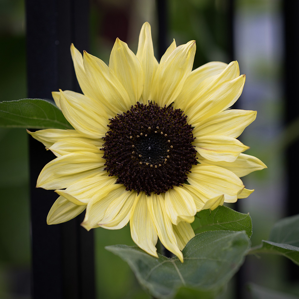 Słonecznik zwyczajny ‘Valentine’