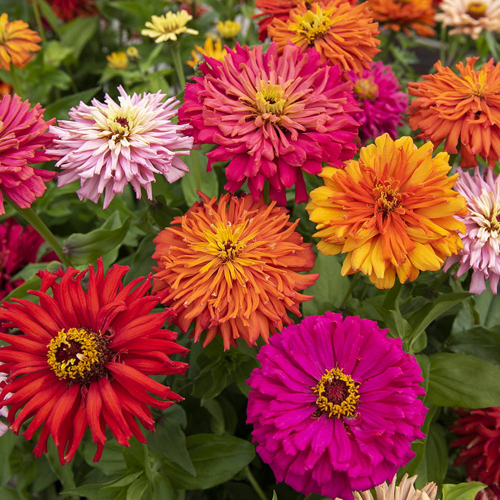 Cynia wytworna kaktusowa 'Glamour Girls'