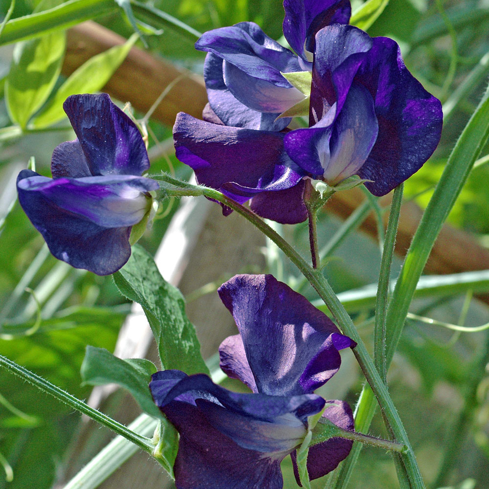 Groszek pachnący'Royal Navy Dark Blue'