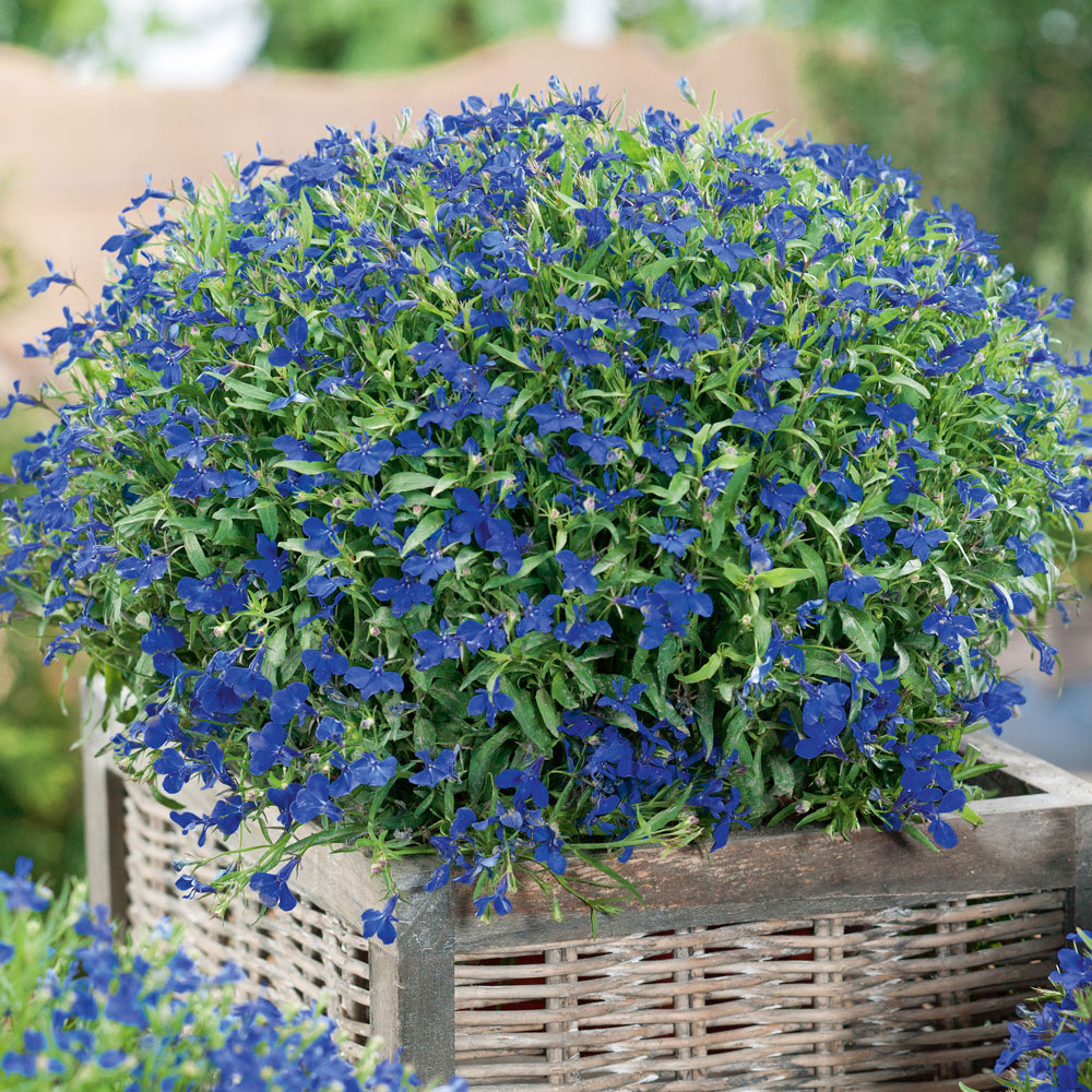 Lobelia przylądkowa ‘Kaiser Wilhelm’