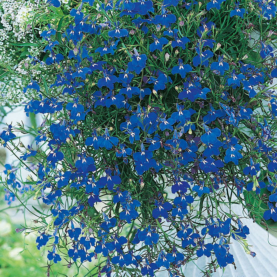 Lobelia zwisająca ‘Saphir’