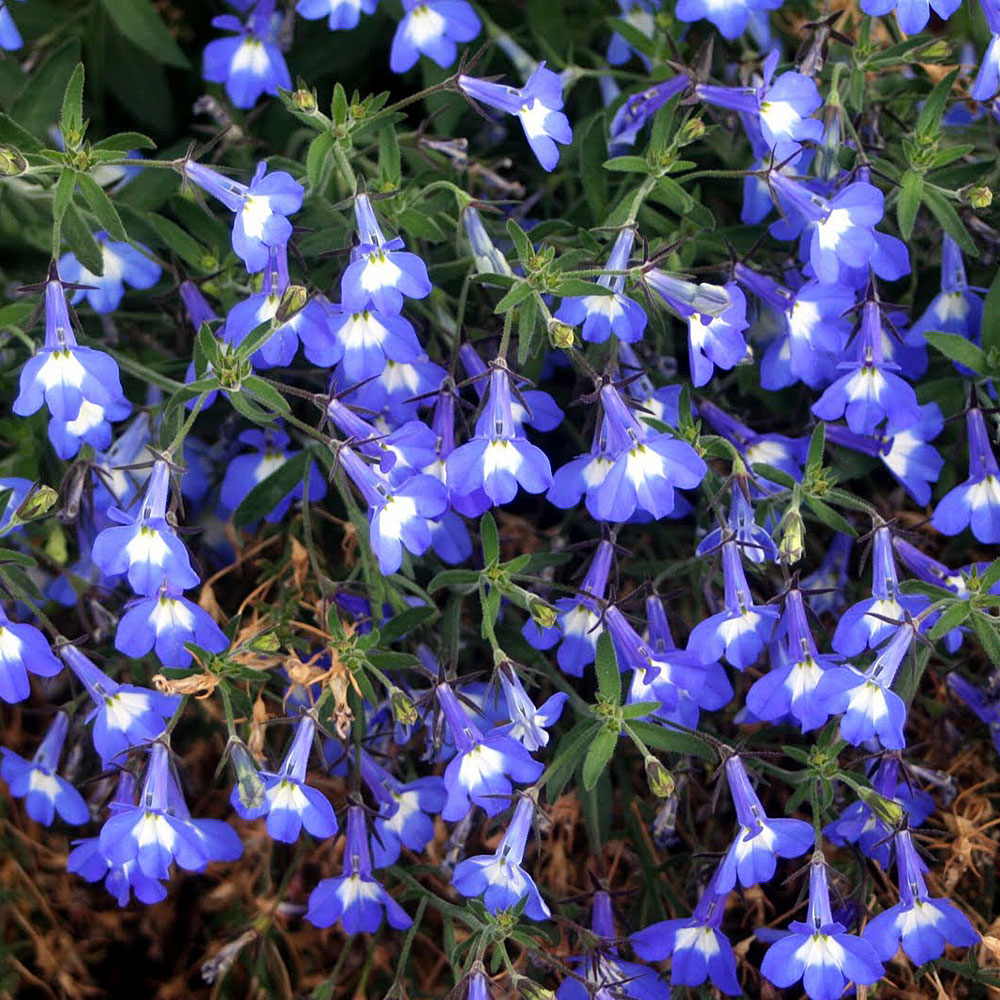 Lobelia przylądkowa ‘Mrs. Clibran’