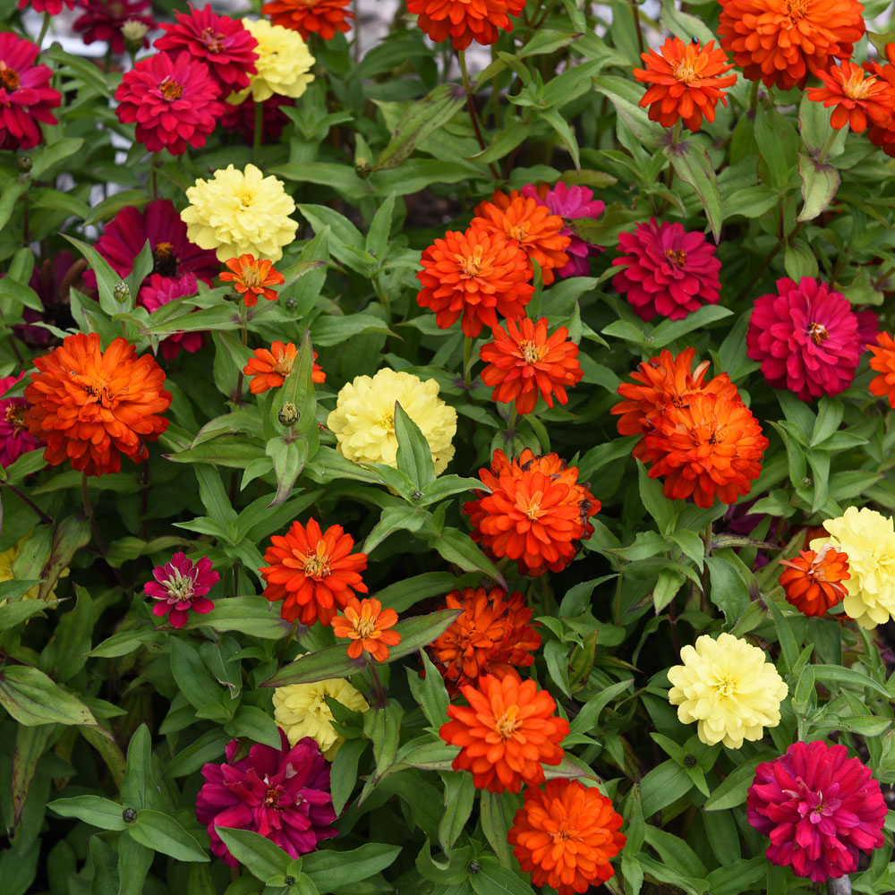 Cynia marylandzka 'Zahara Double Mix Brilliant'