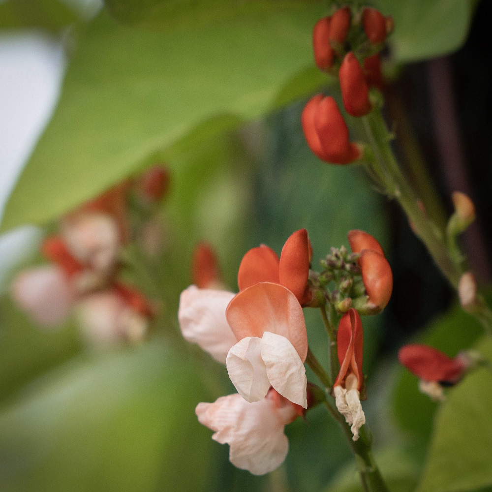 Fasola wielokwiatowa 'Painted Lady'
