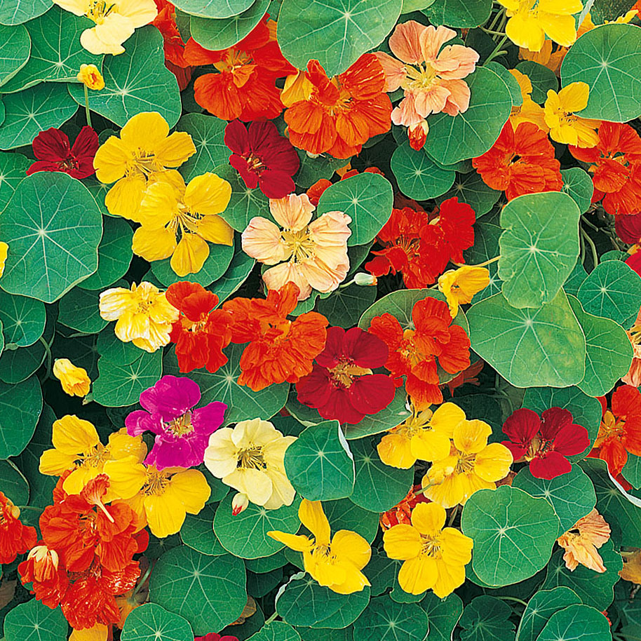 Nasturcja większa ‘Jewel of Africa’