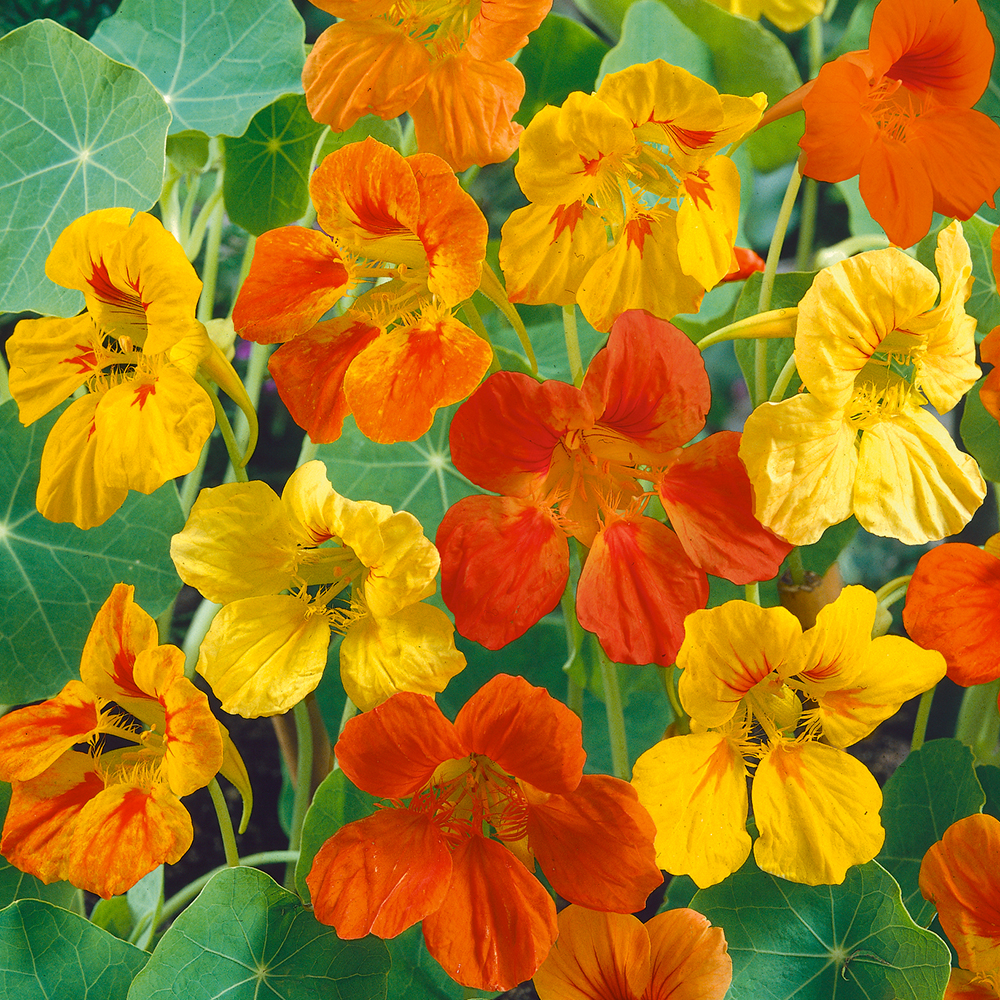 Nasturcja karłowa ‘Tip Top’