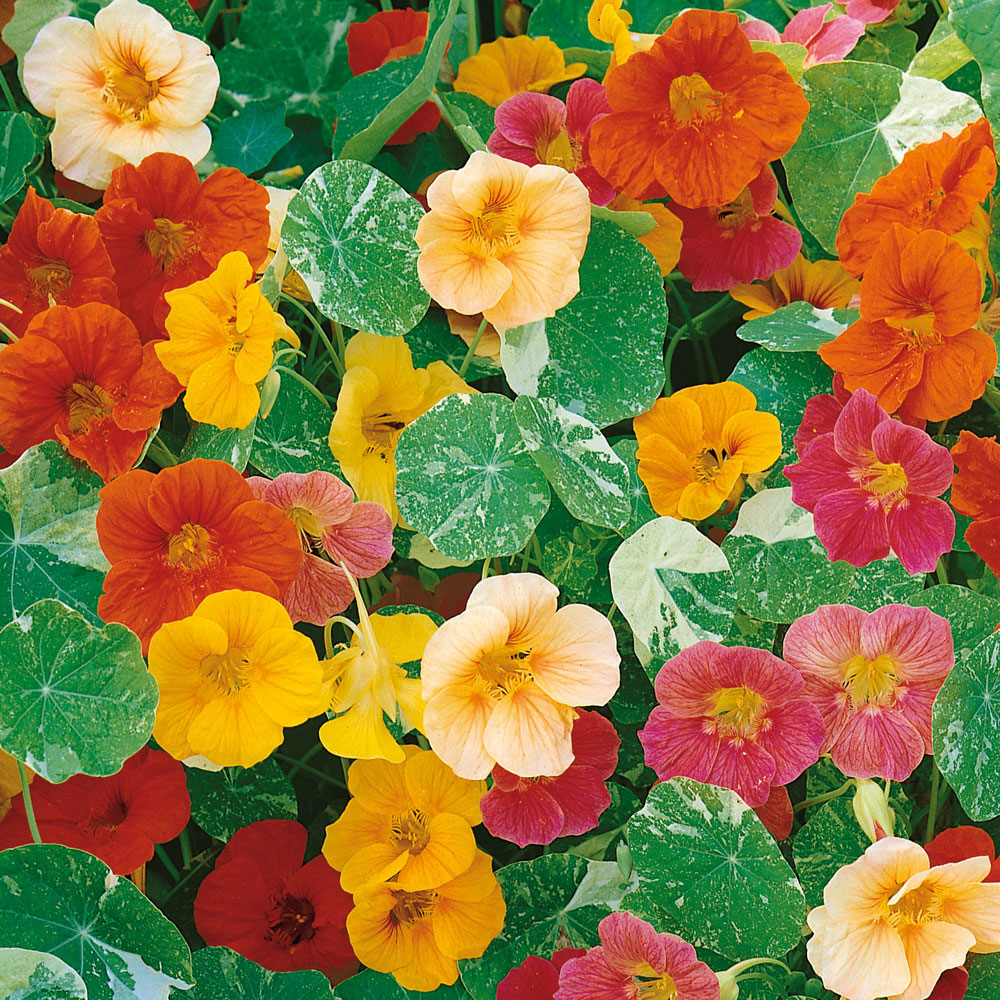 Nasturcja karłowa ‘Alaska’