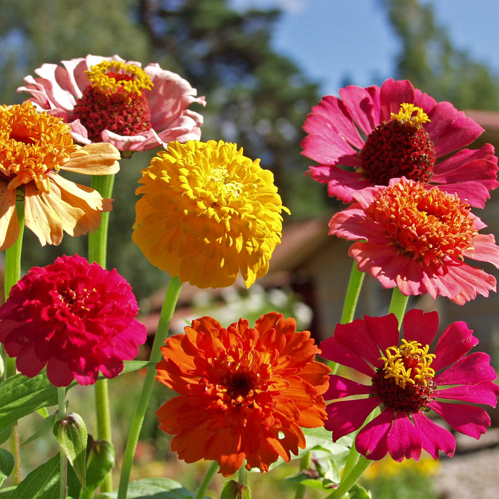 Cynia wytworna ‘Old Scabiosa’