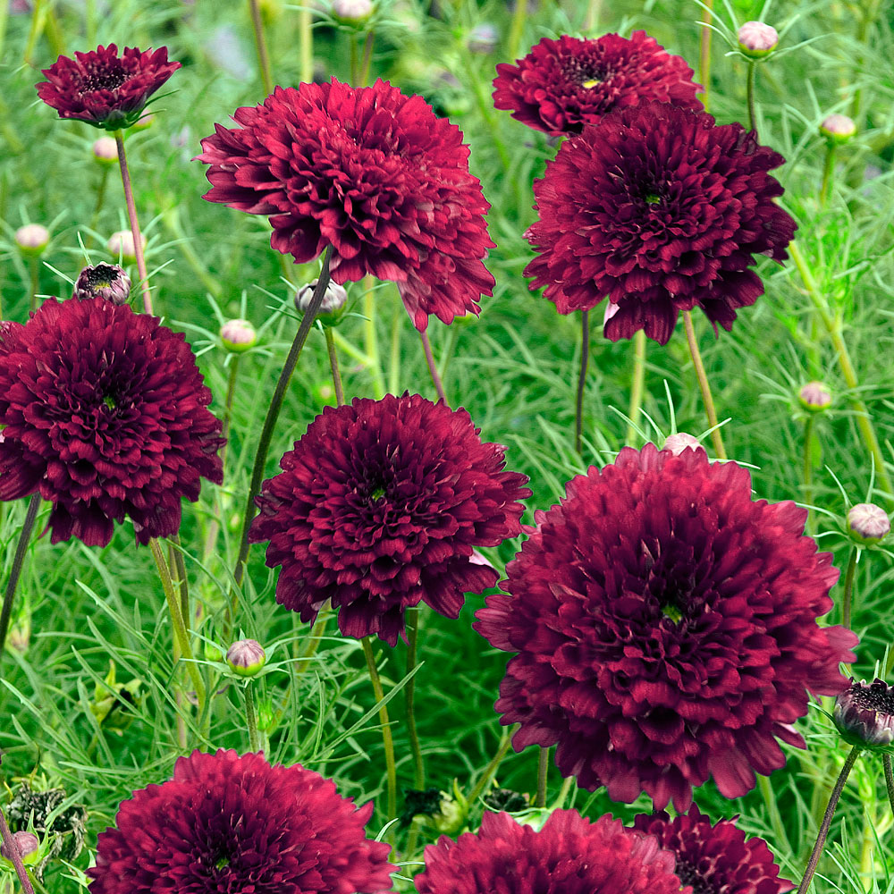 Kosmos podwójnie pierzasty 'Double Click Cranberries'