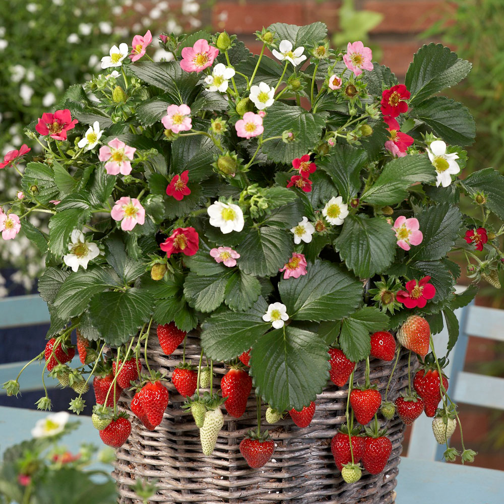 Truskawka zwisająca F1 'Rainbow Treasure'