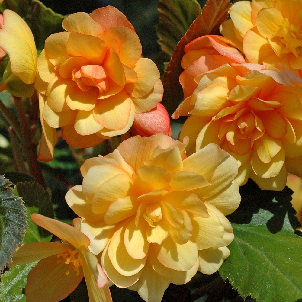 Begonia zwisająca F1 'Illumination Morela'